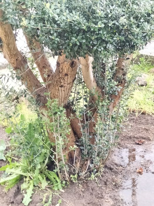 Oliveiras para jardim