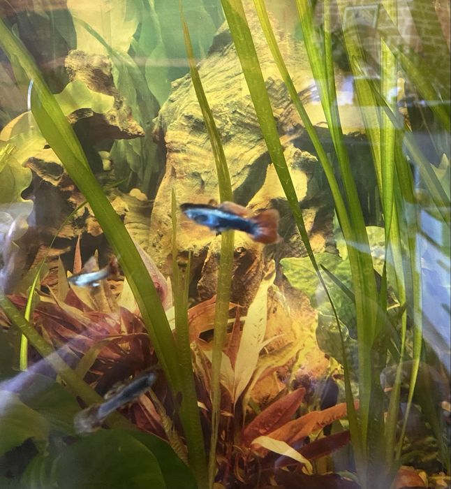 Guppies/Guppys machos e femeas