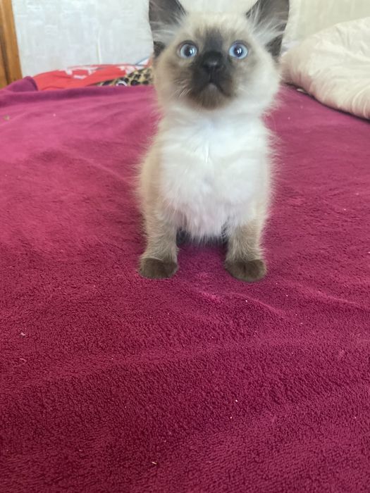 Радость в дом к деткам