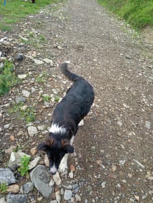 Szczeniak rasy border collie z rodowodem