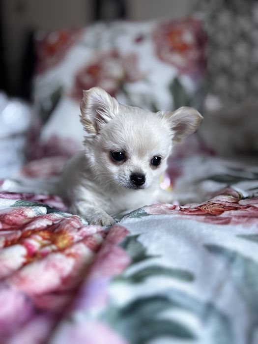 Uroczy piesek chihiahua długowłosa