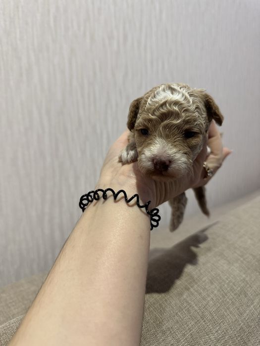 Дівчатка мальтіпу