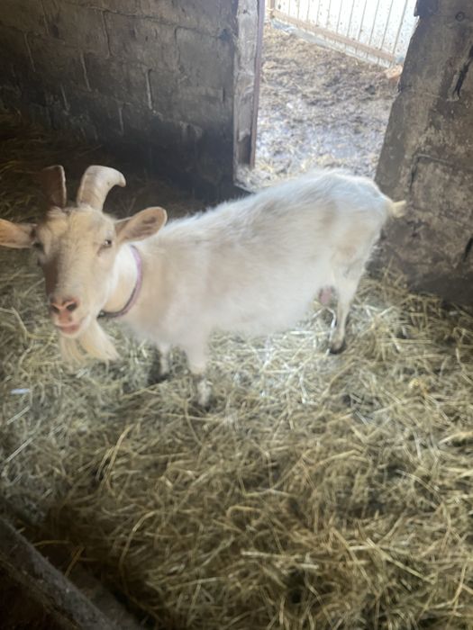 Коза  після 4-го окоту, самовивіз