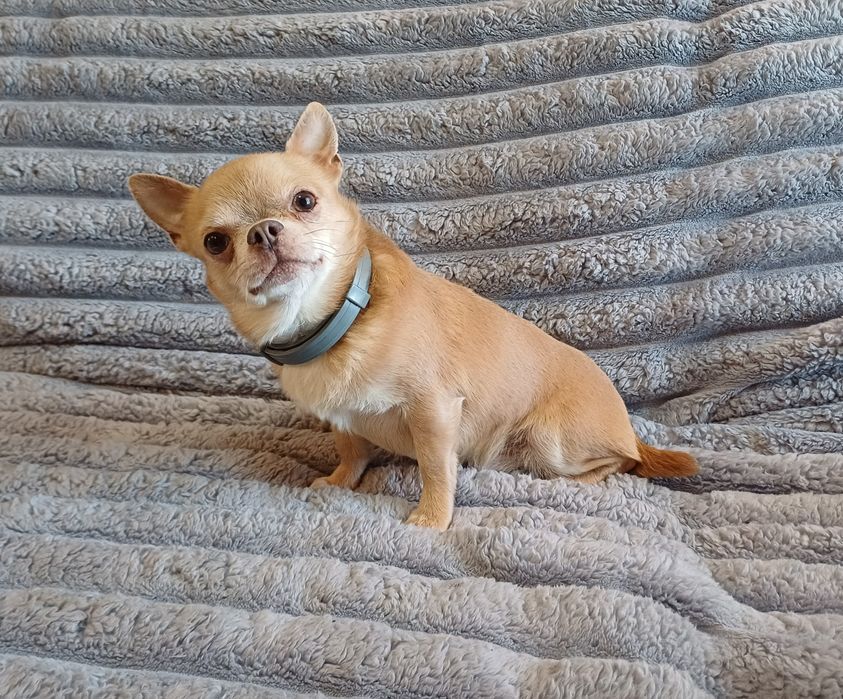 Красавчик коби тип чихуахуа вязка