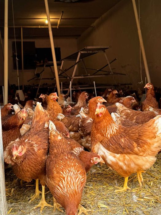 KURY NIOSKI z wolnego wybiegu prosto od hodowcy ! Rossa messa Leghorn