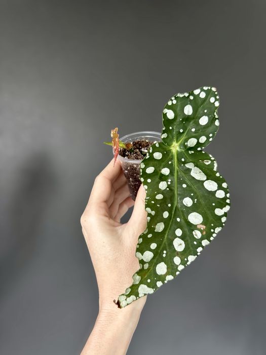 Бегония, begonia
