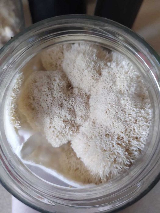 СКИДКА ‼️ Ежовик  250 грамм