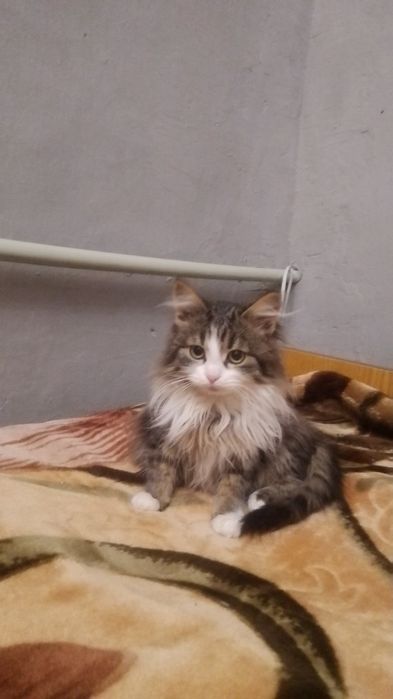 Котенок в поисках семьи. Пушистые котята ищут дом