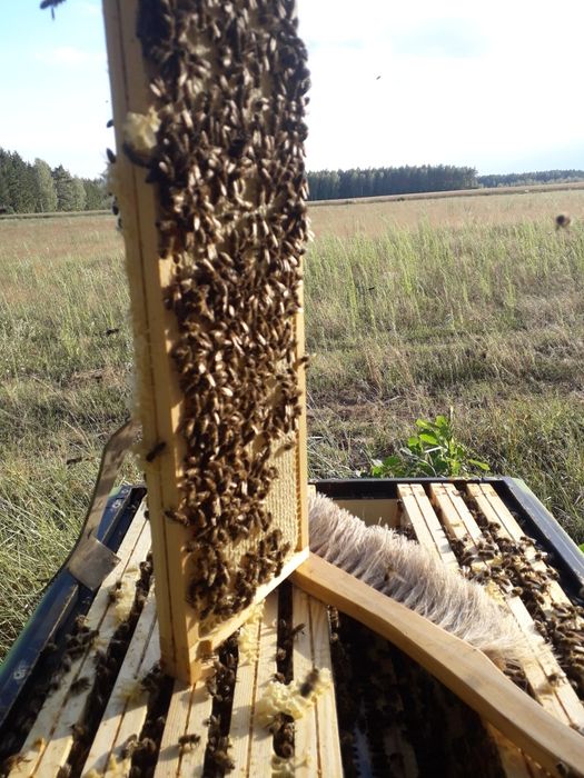 Miód Grzecha Warty z Mazur