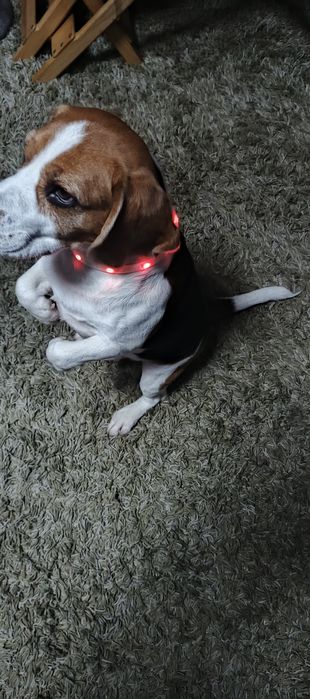 Світлодіодний Led Usb нашийник для собак.