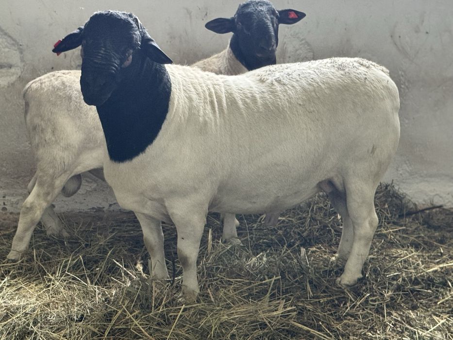 Продам племінного барана породи  Дорпер