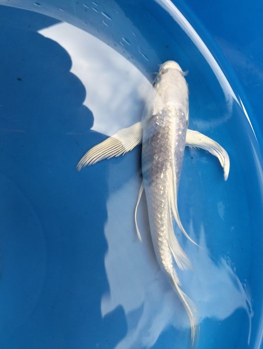 Carpa koi véu platium 15cm
