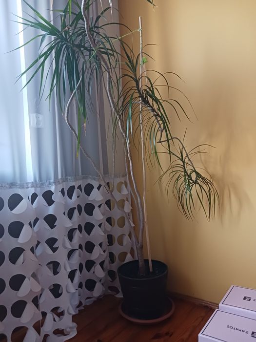 Sprzedam dwie duże juki