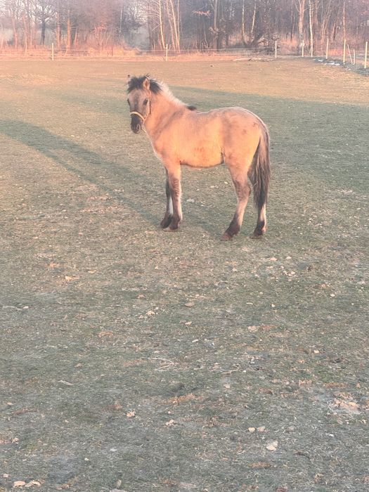 Ogierek konik polski