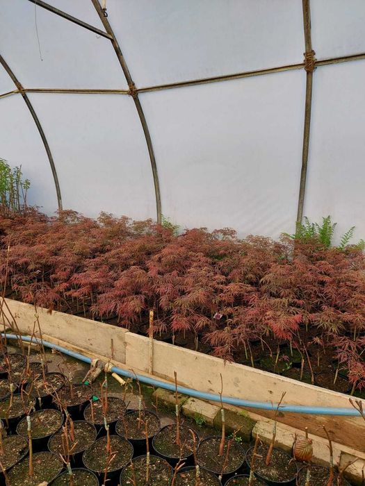 Wierzba Mount Aso, hakuro Nishiki Helvetica Iona