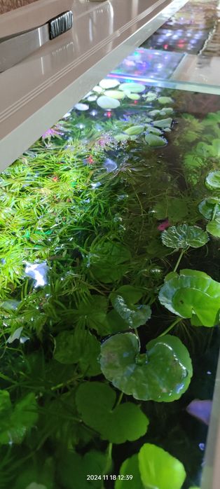 Blyxa japonica duże sadzonki