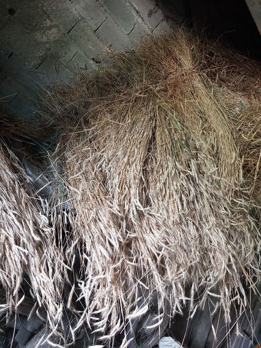 Colmo caseiro de boa qualidade deste ano