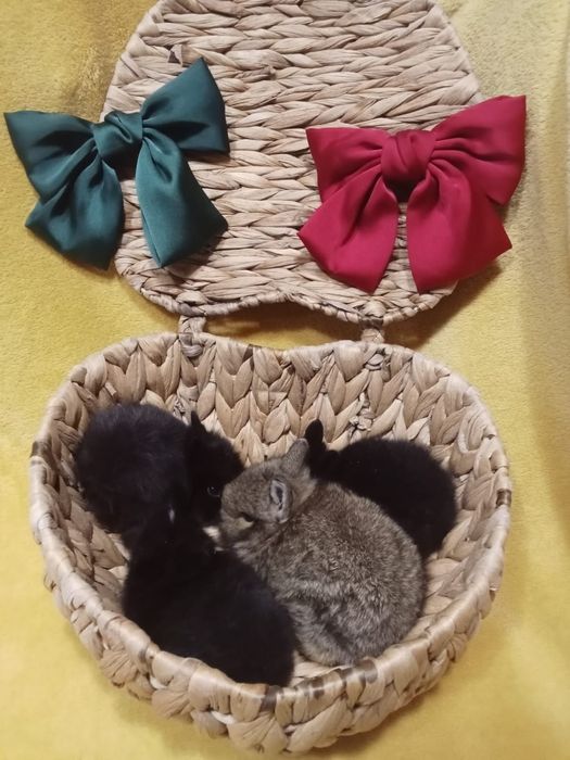 Entrega de coelhos anões em Famalicão