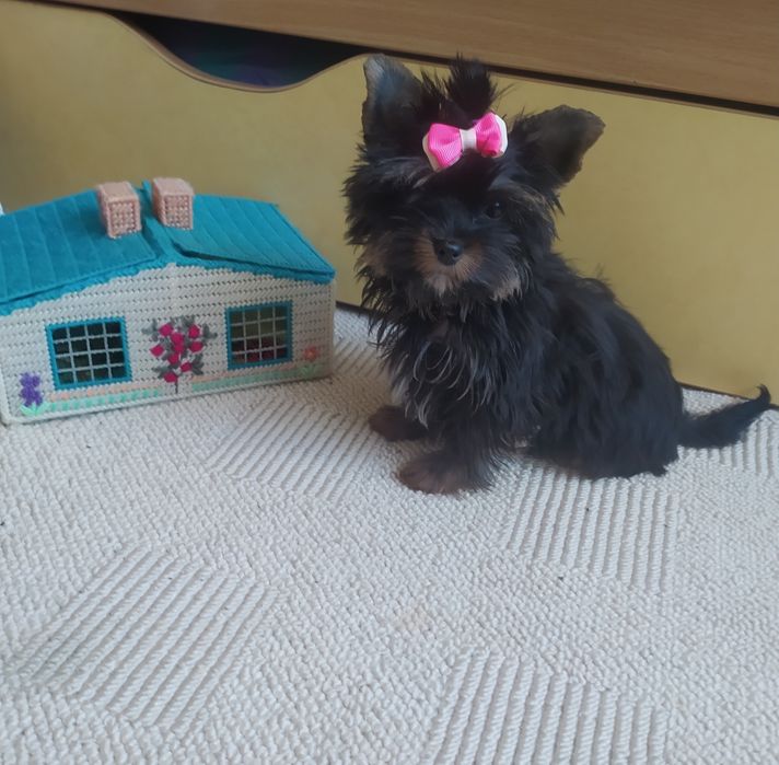 Продам цуценят Йорка.