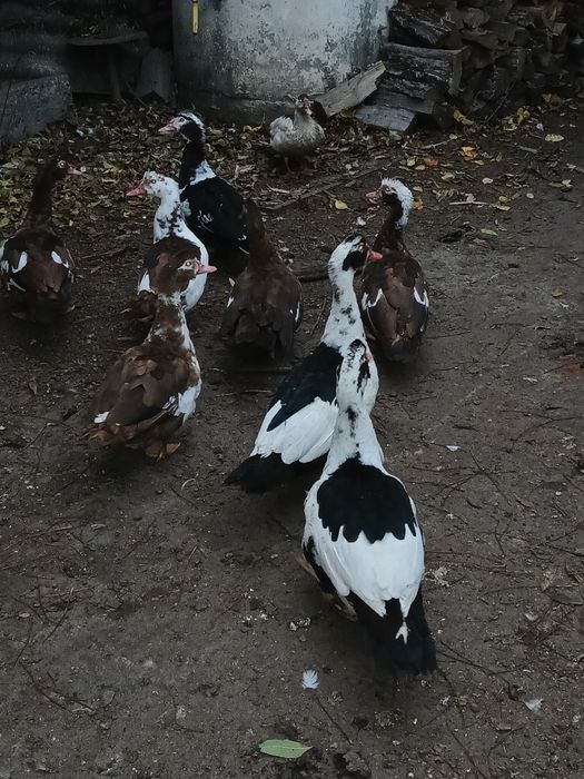 Мускусна качка тяжолой ліній