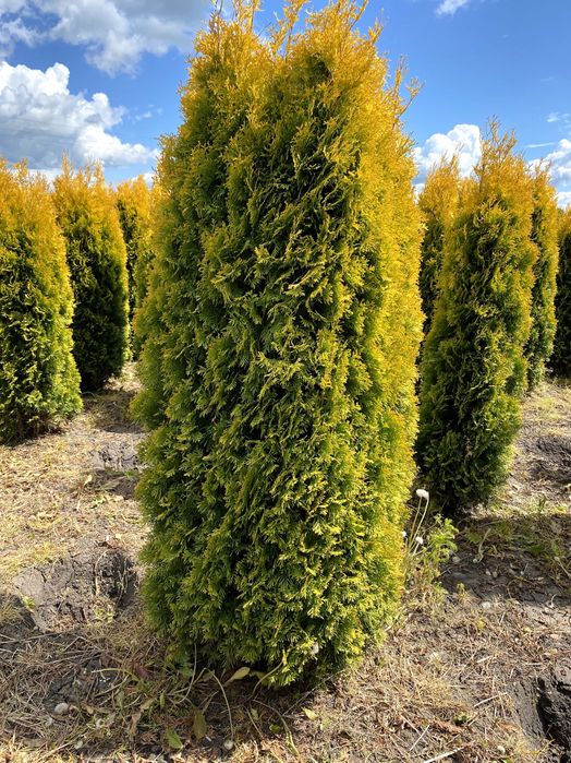 Tuja thuja Brabant 180-220 cm i inne Żywopłot Transport