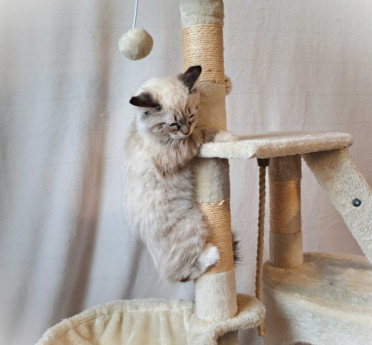 Kotka Neva Masquerade – żółta obróżka miot Mimi, Siła Syberii