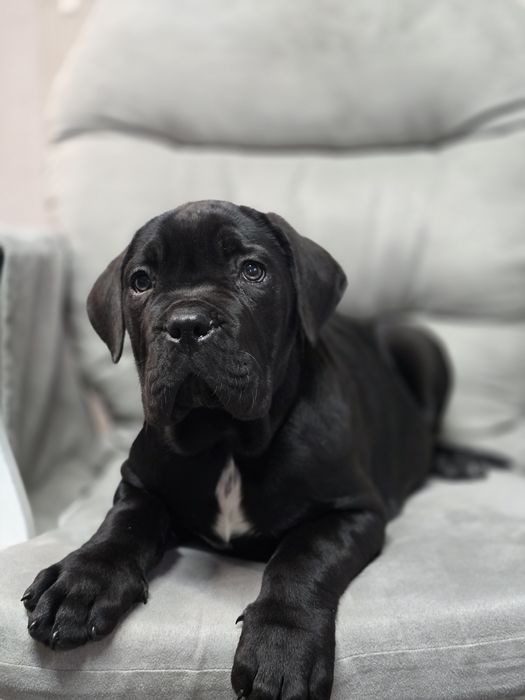 Cane Corso Italiano Zkwp FCI