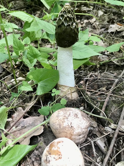 Гриб Веселка . Ціна 400 гр. / 1 л-тр.