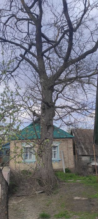 В'яз. Дерево для паркету, меблів, човнів. В'яз гладкий (Ulmus laevis)