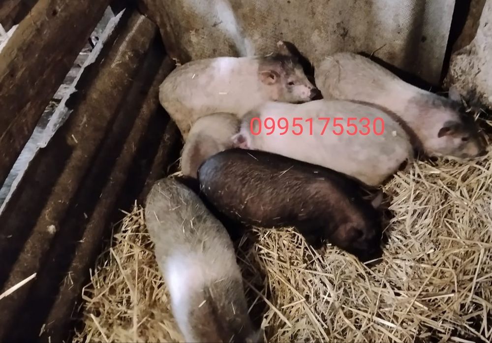 Продам поросят 2 місячних
