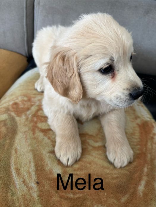 Piekna sunia golden retriever do odbioru