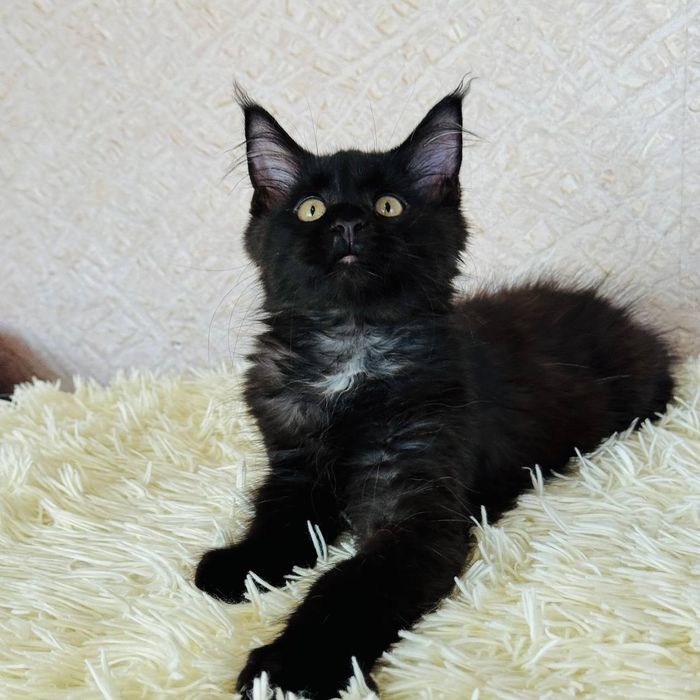 Чарівний хлопчик Мейн Кун