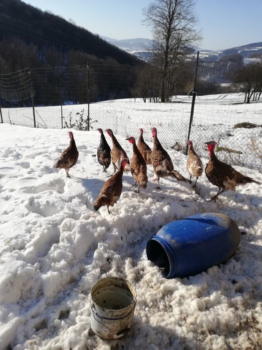 Indyczki 9 miesięczne