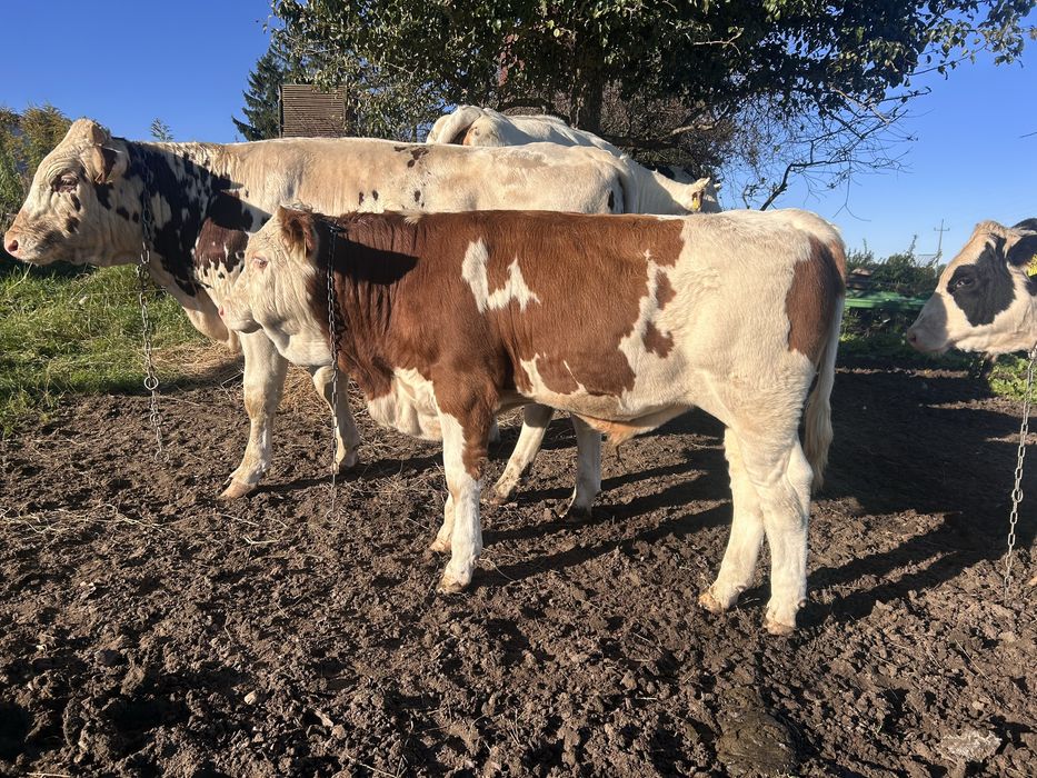 Sprzedam odsadki byczki