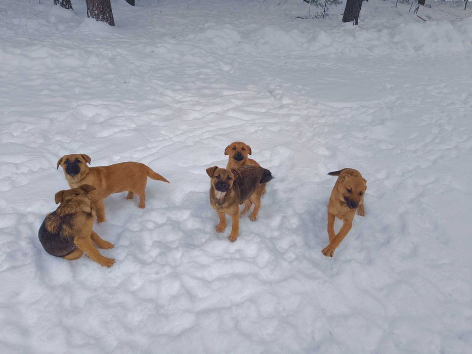 Pieski szukają domu