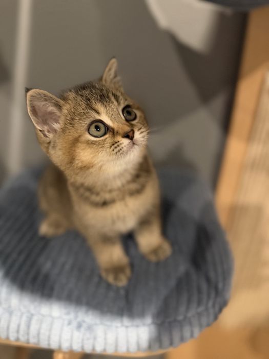 Kocurek Kot Brytysko Golden shaded