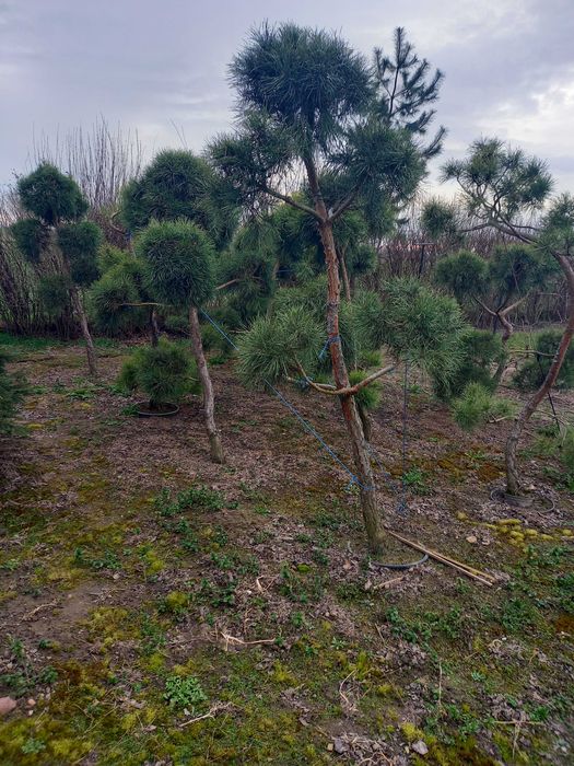 Sosna formowana Bonsai-WYPRZEDAŻ