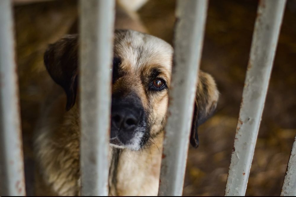 Odynek poleca się do adopcji