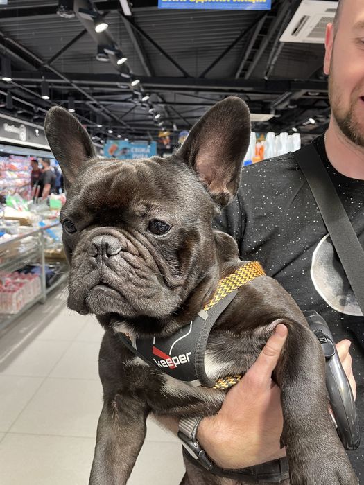 Для штучного запліднення! Голубогенний Француз Бульдог тільки м. Ніжин