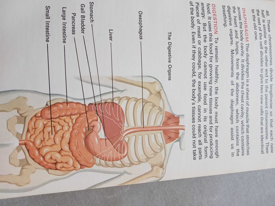 The Human Body, MacDonald Junior Reference Liberty, 1968
