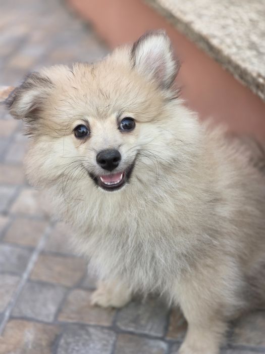 Spitz Alemão Macho