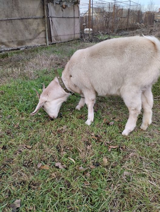 Продам козу англо-нубийская
