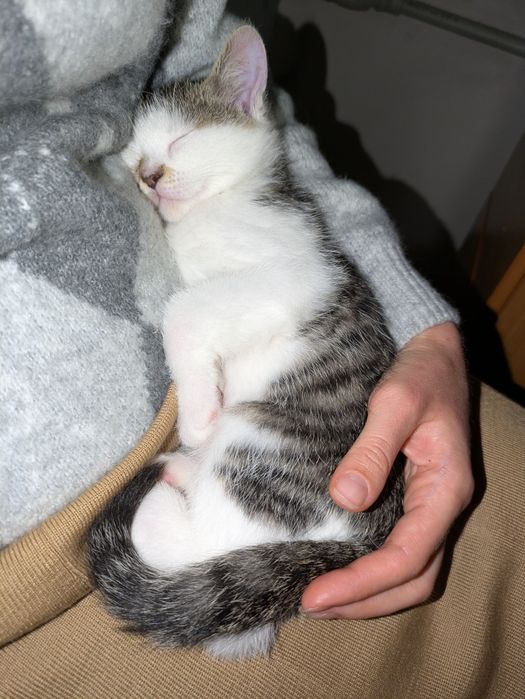 Кошеня, хлопчик, 2.5 міс.