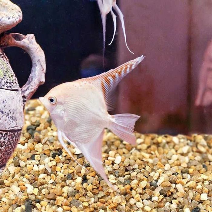 Piasek żwirek KWARCOWY SUCHY 2,0-6,0 mm do AKWARIUM 25kg podłoże