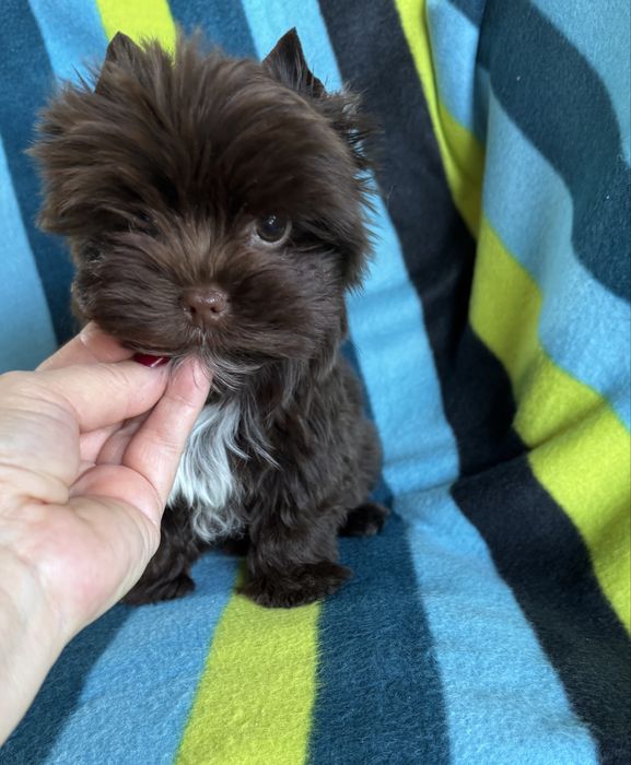 Piesek choco york, czekoladowy, cudny , wyjątkowy