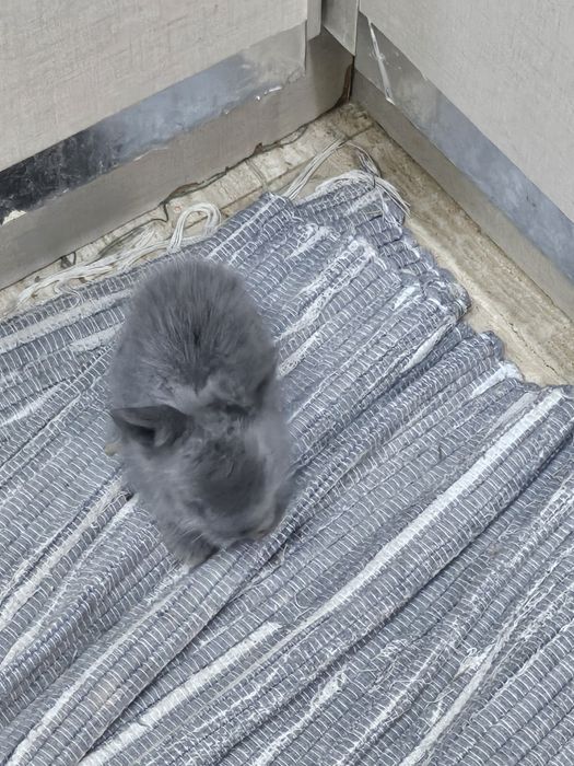 Coelhos  bebés ..