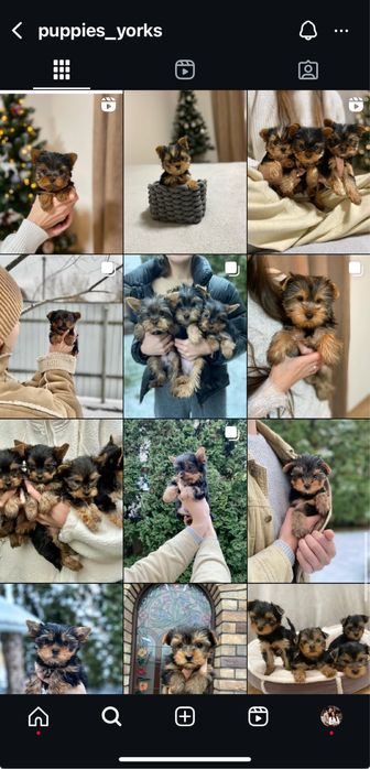 Дівчинка йорк стандартного розміру