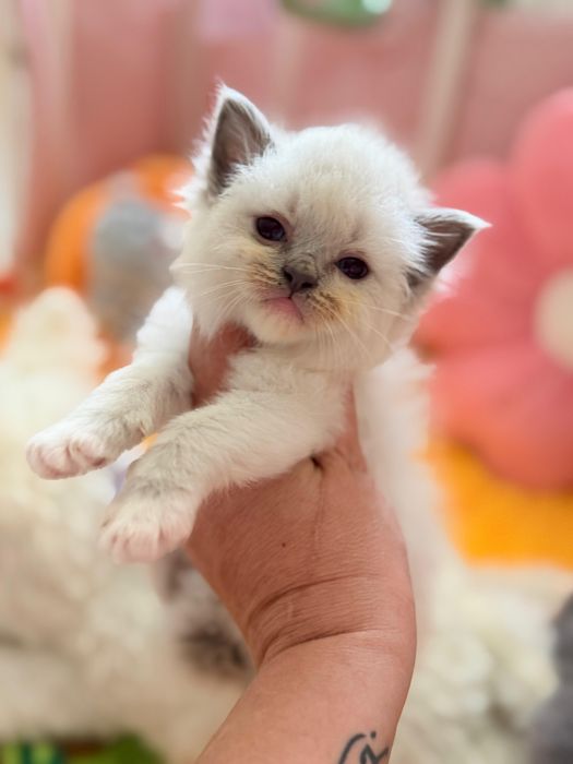 Ragdoll kotka dostepna do rezerwacji