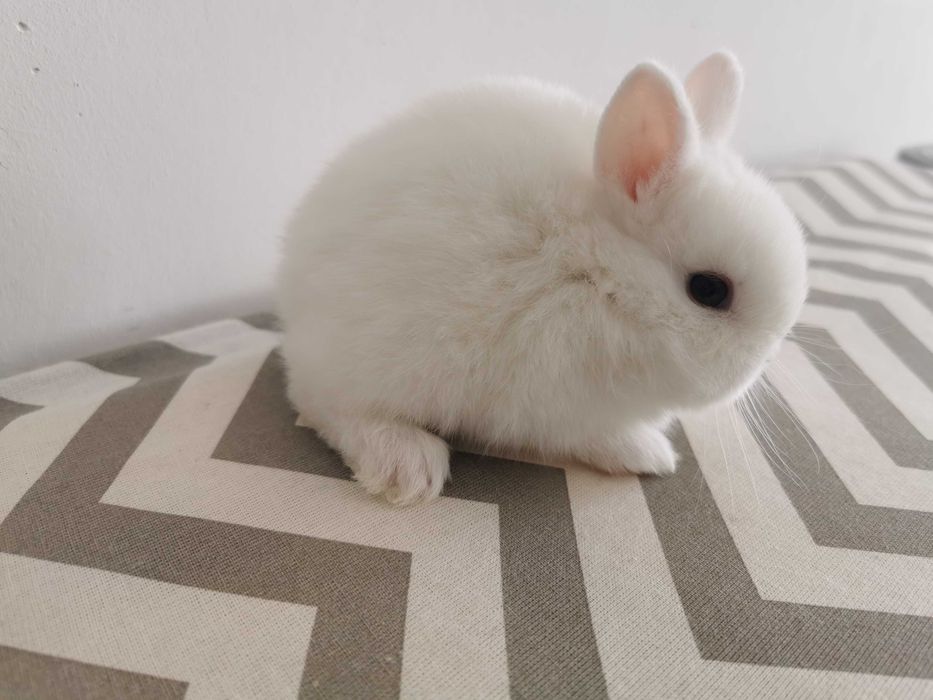 Mini coelhos +Gaiola Nova +alimentação adequada