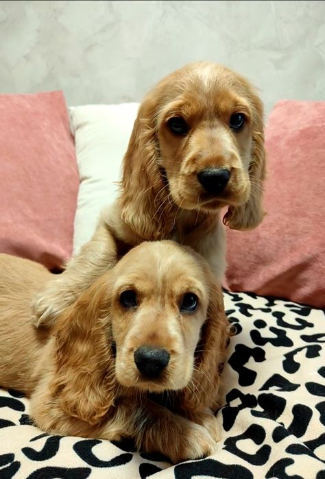 Piękny Cocker spaniel angielski  złoty biszkoptowy